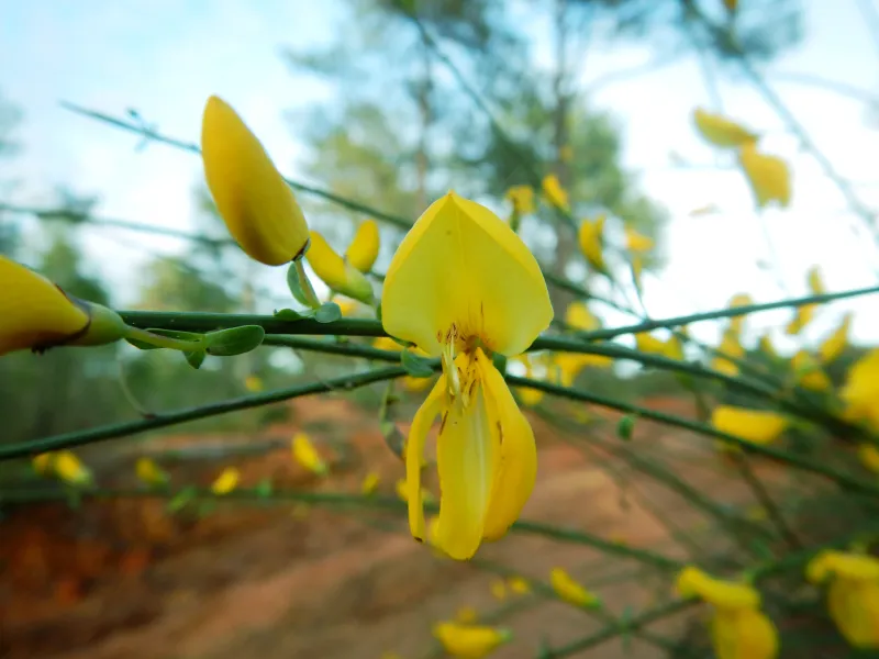 Cytisus grandiflorus