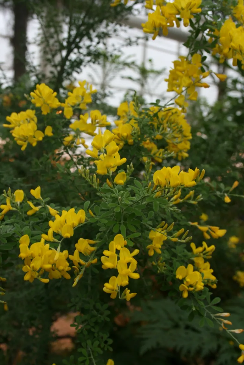 Cytisus multiflorus