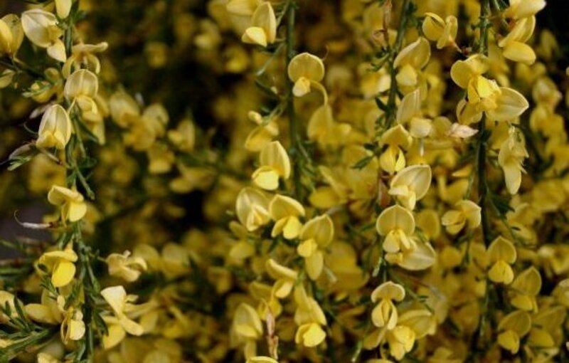 Cytisus x praecox