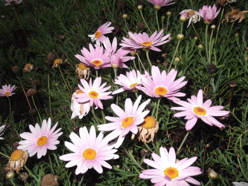 Chrysanthemum frutescens