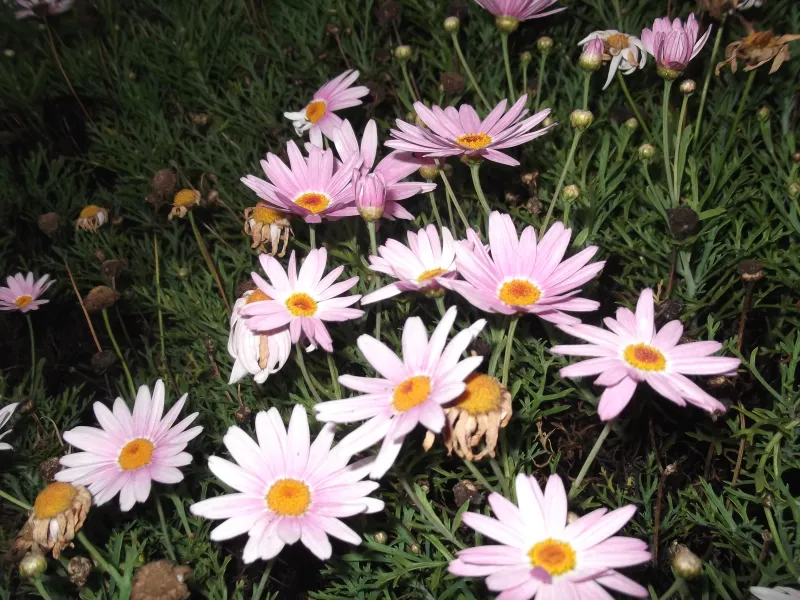 Chrysanthemum frutescens