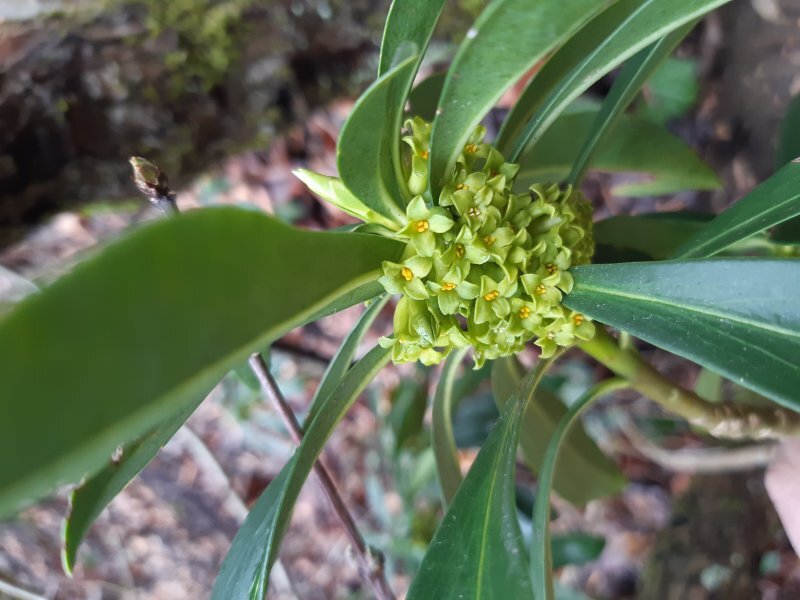 Daphne laureola