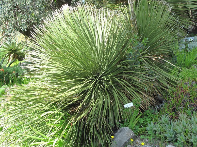 Dasylirion serratifolium