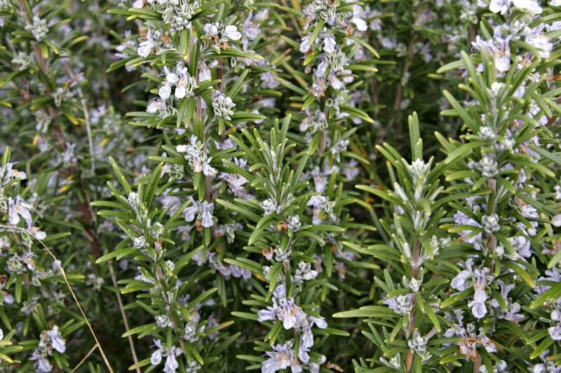 Salvia rosmarinus