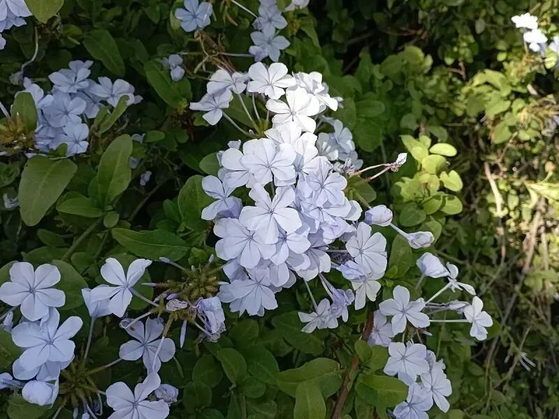 Plumbago auriculata