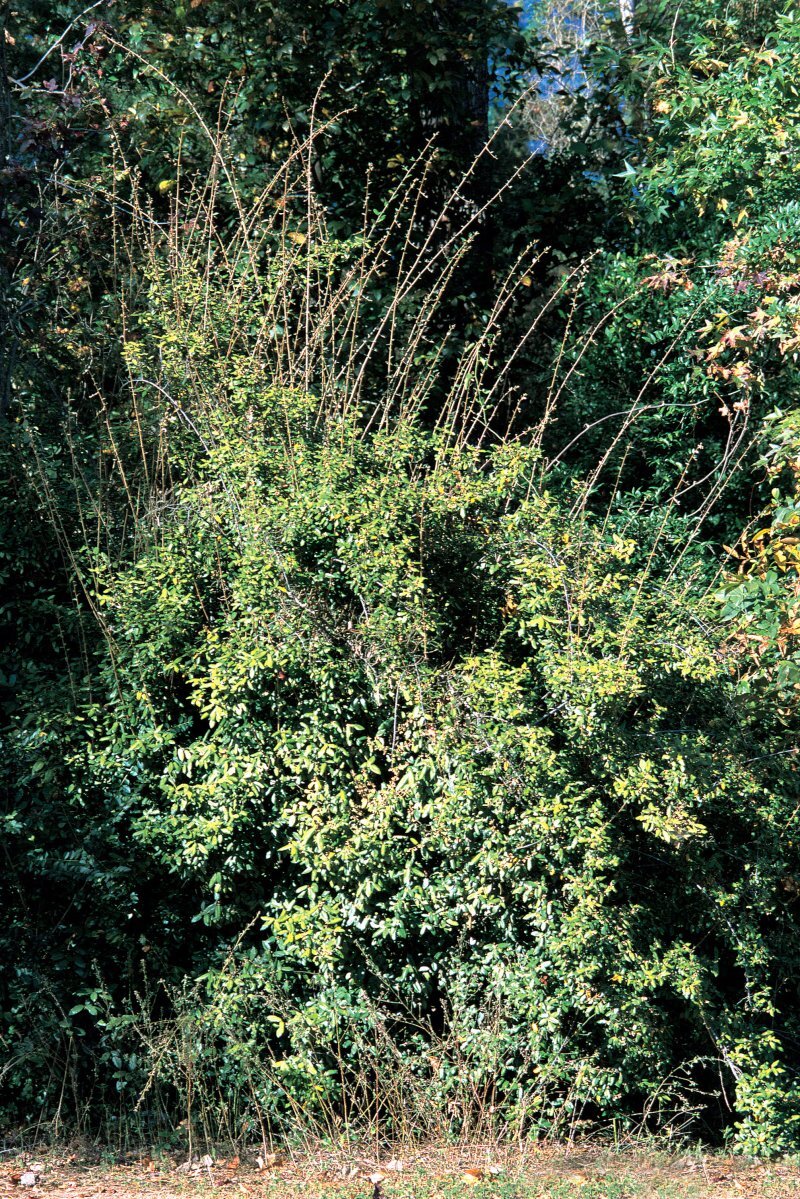 Eleagnus pungens 'Maculata Aurea'
