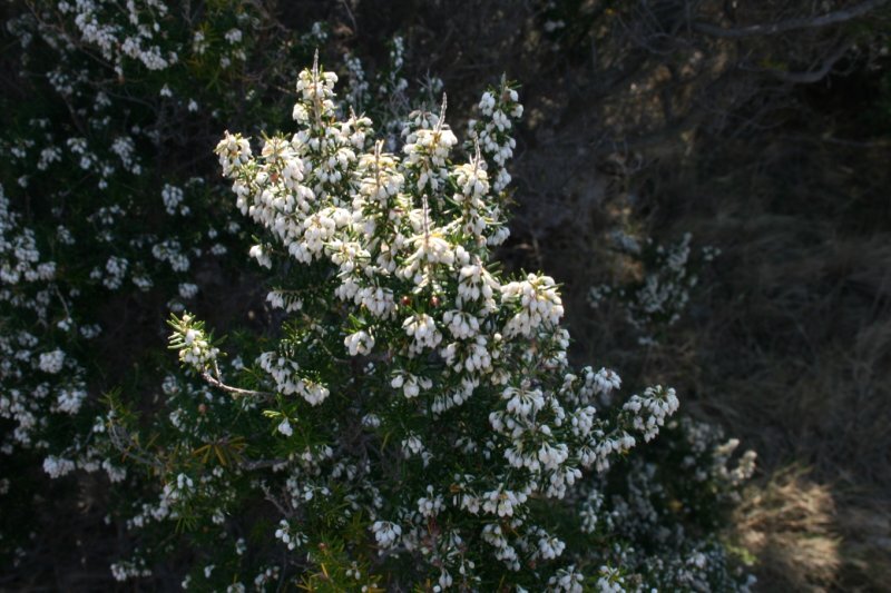 Erica arborea