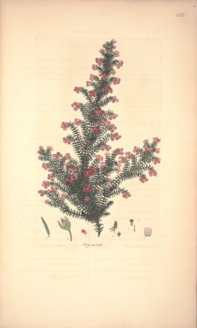 Erica australis