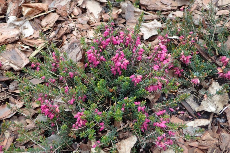Erica carnea
