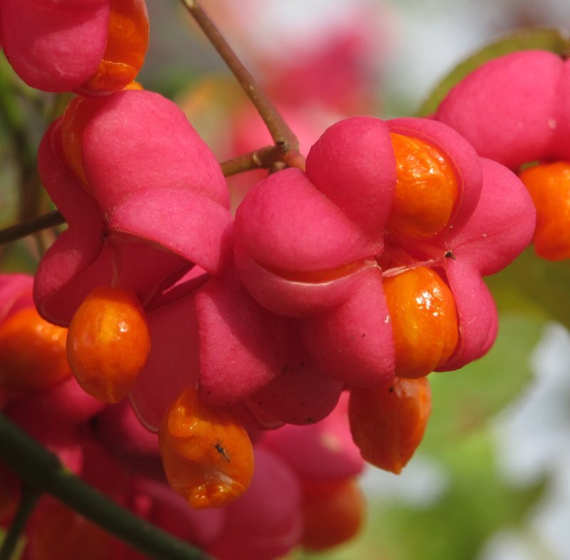 Euonymus europaeus