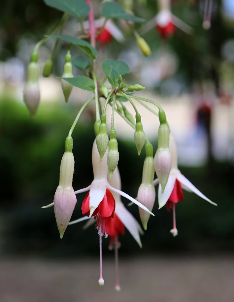 Fuchsia magellanica