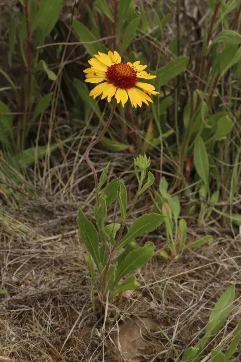 Gaillardia aristata
