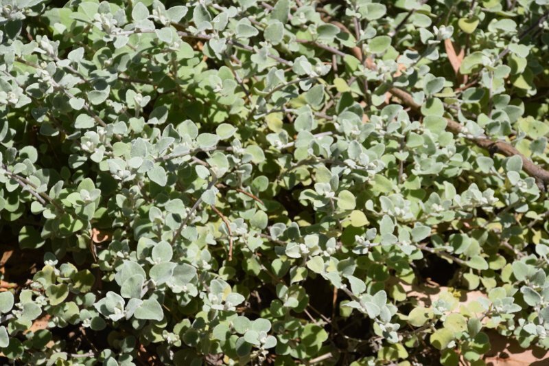 Helichrysum petiolare