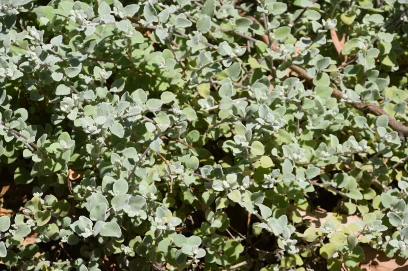 Helichrysum petiolare