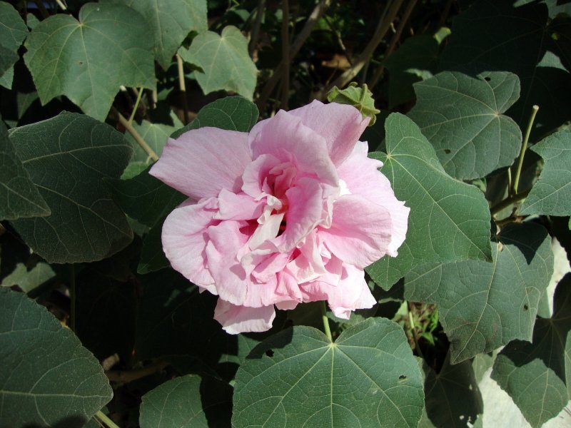 Hibiscus mutabilis