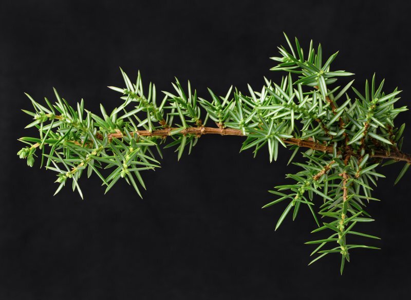 Juniperus communis