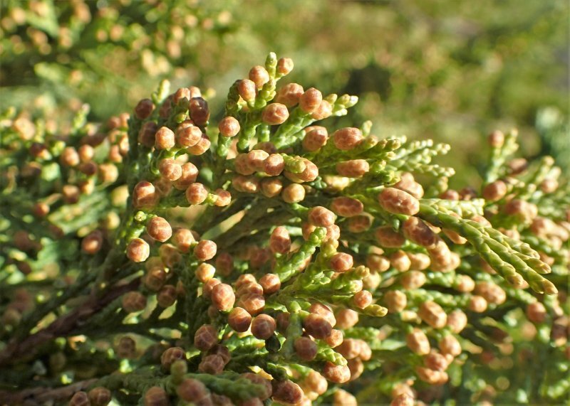Juniperus sabina