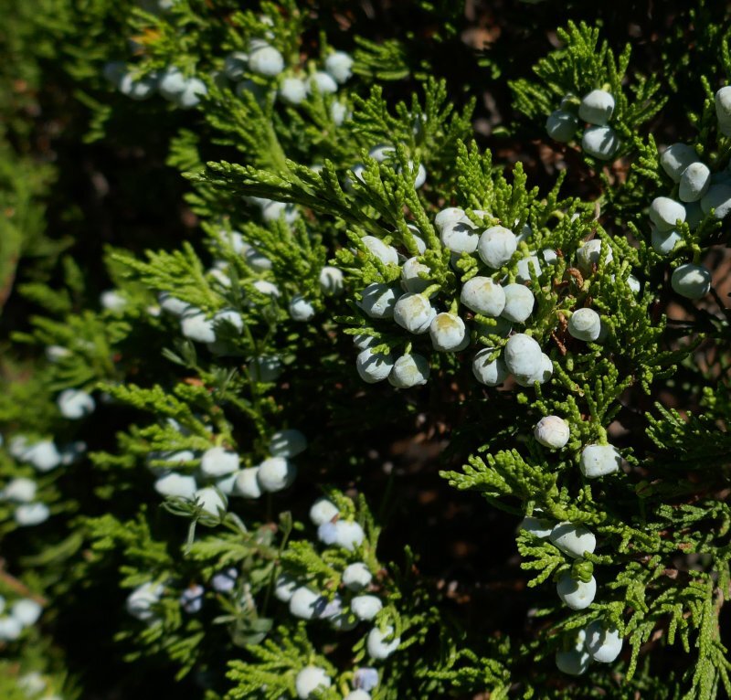 Juniperus sabina 'Blue Danube'
