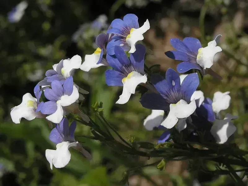 Nemesia strumosa