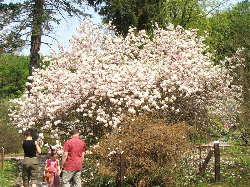 Magnolia x soulangiana