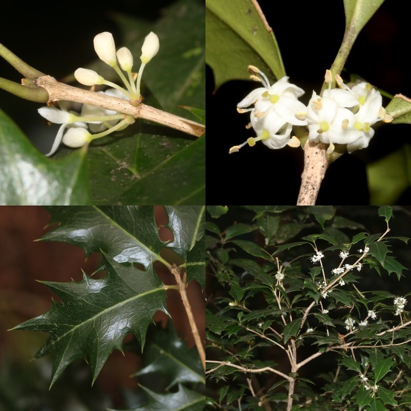 Osmanthus heterophyllus