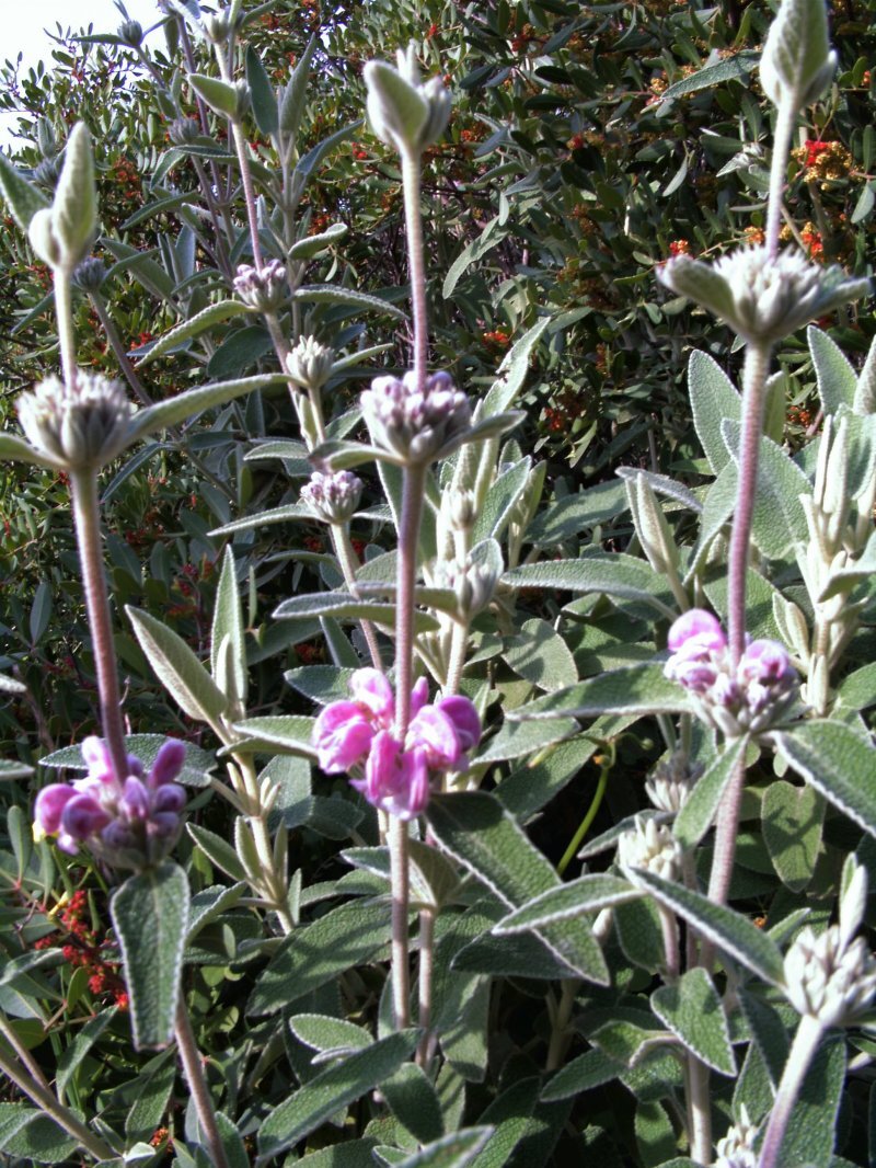 Phlomis purpurea