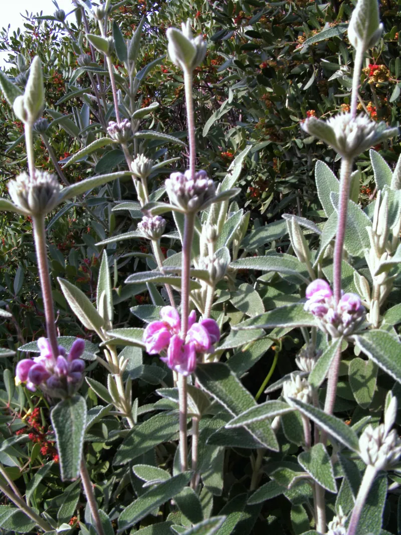 Phlomis purpurea