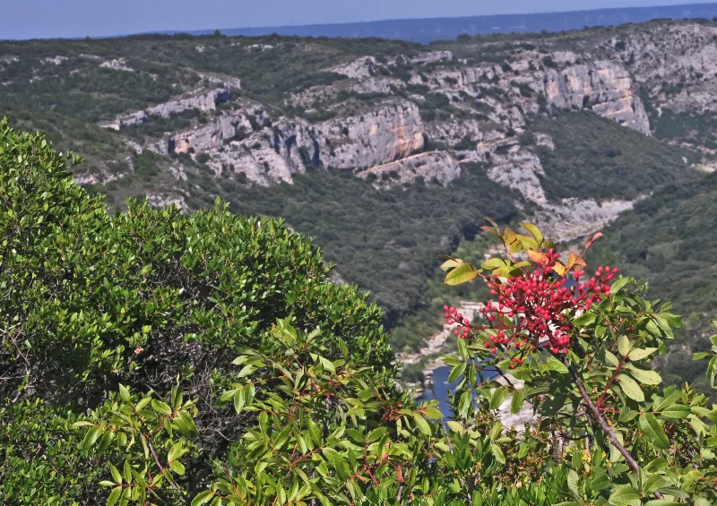 Pistacia terebinthus