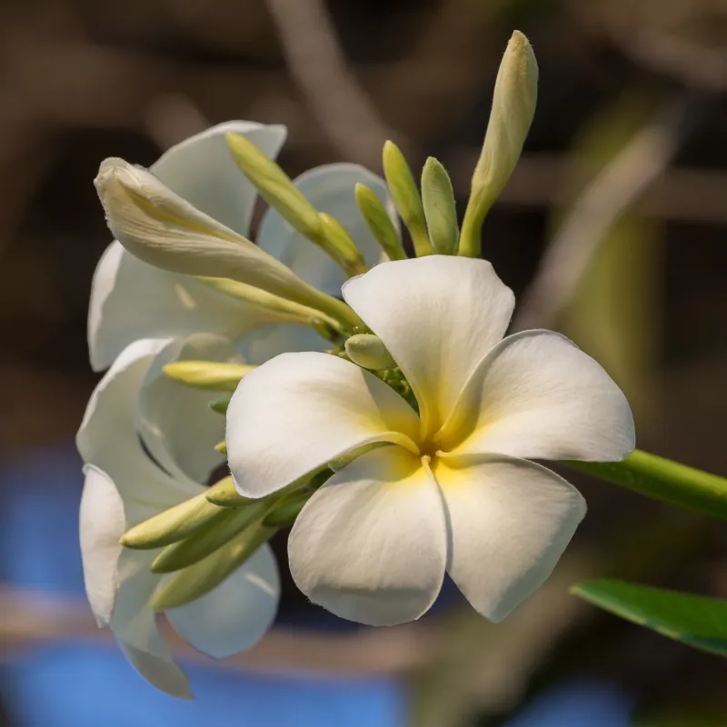 Plumeria rubra