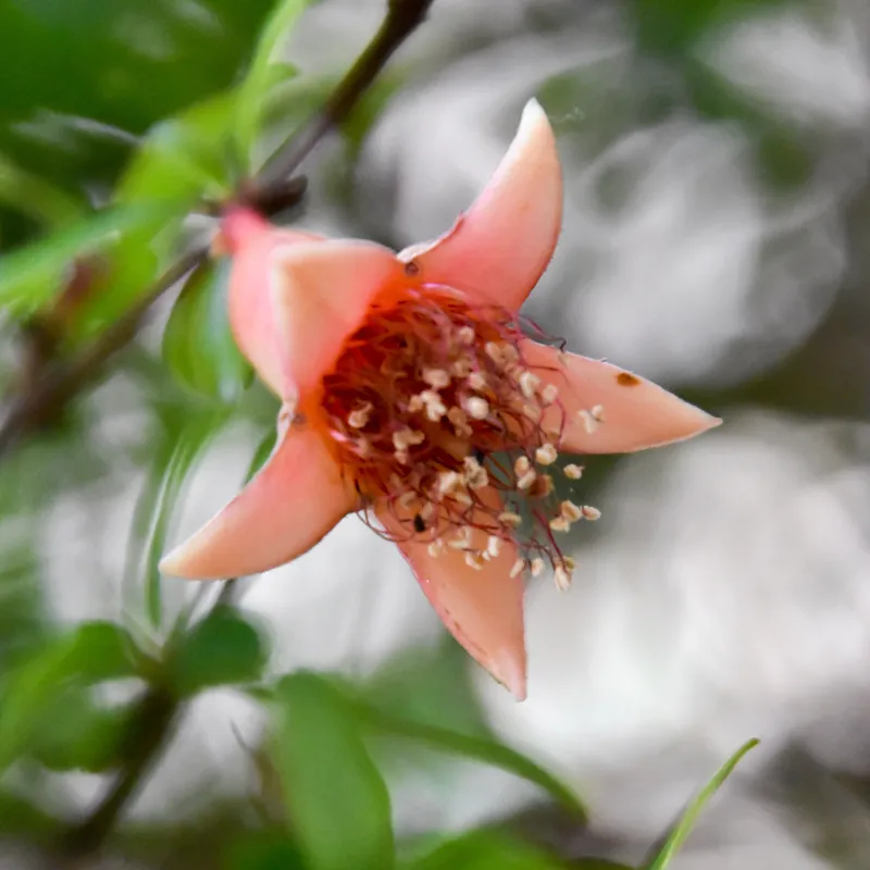 Punica granatum var. nana