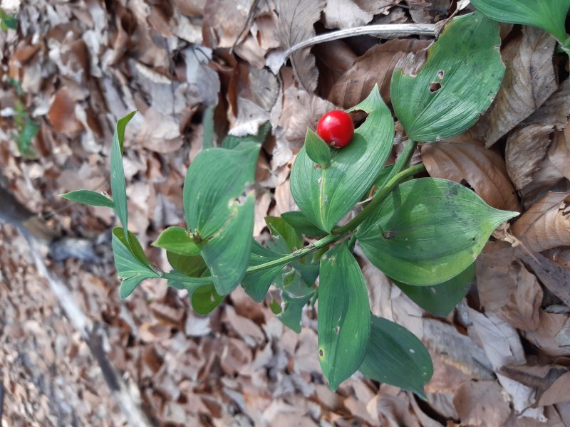 Ruscus hypoglossum