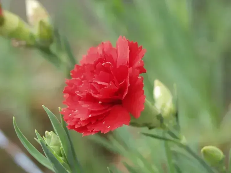 Dianthus caryophyllus