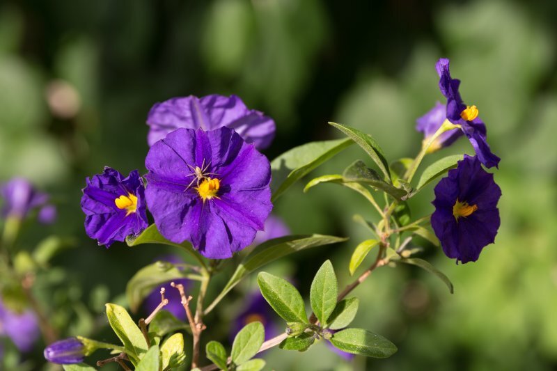 Solanum rantonnetii