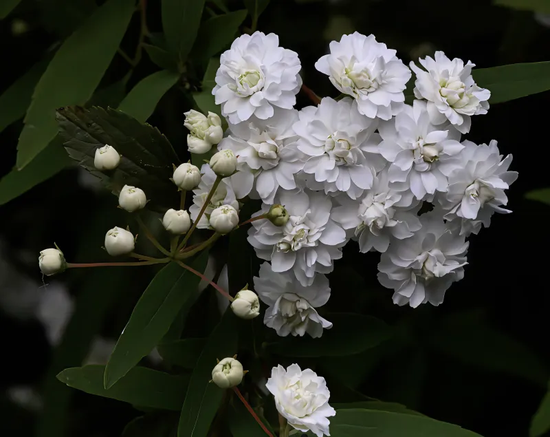 Spiraea cantoniensis