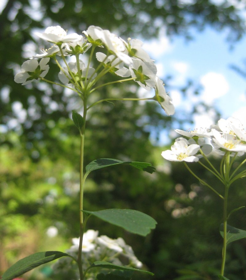 Spiraea x vanhouttei
