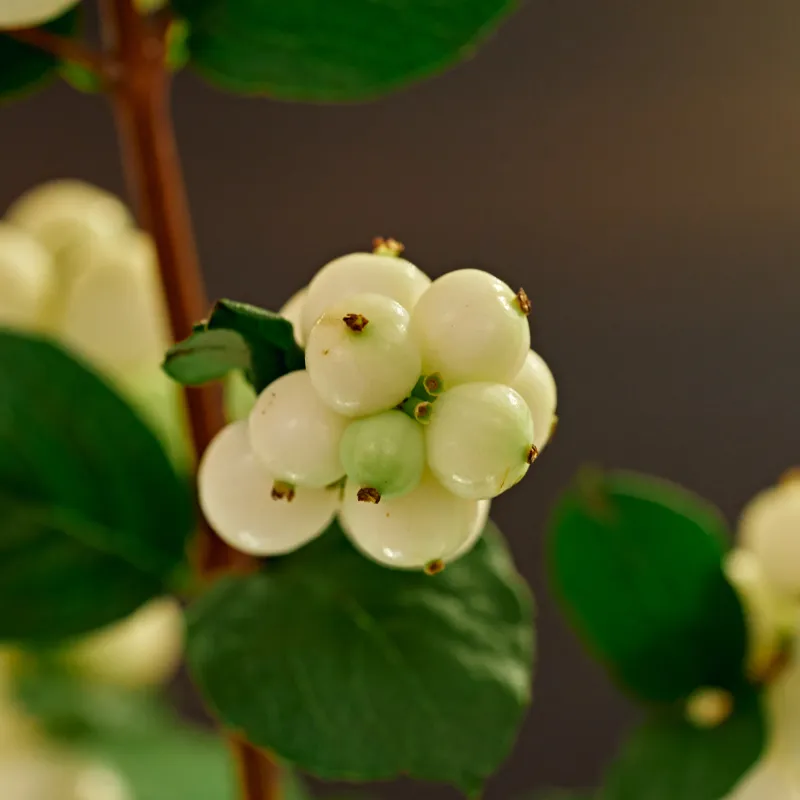 Symphoricarpos racemosus