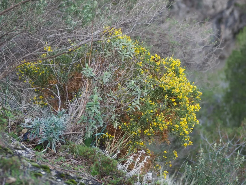 Ulex parviflorus