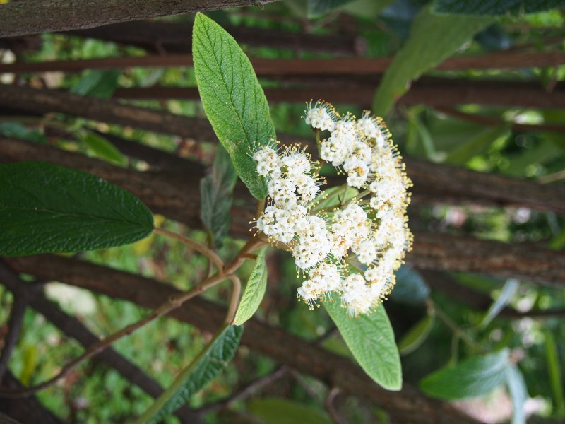 Viburnum rhytidophyllum