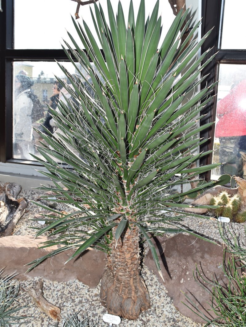 Yucca filifera
