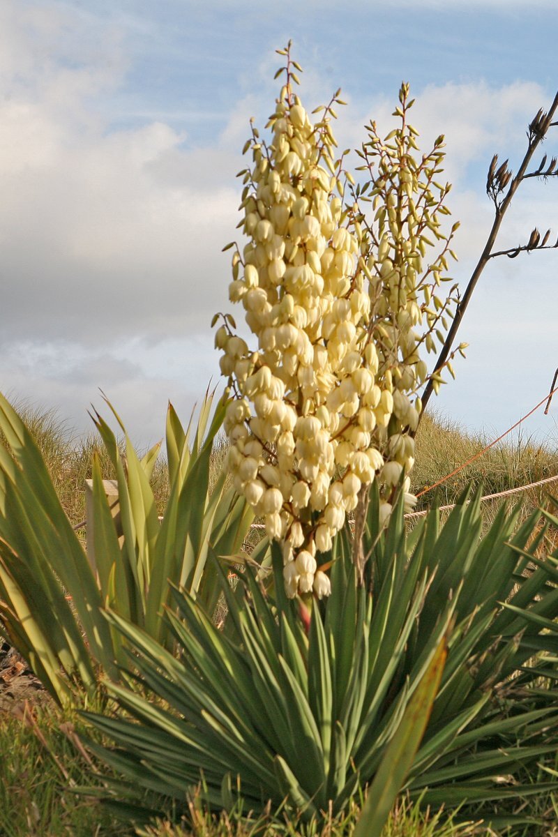 Yucca gloriosa