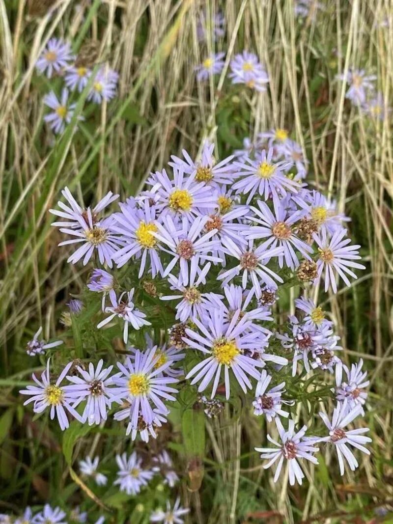Aster novi-belgii