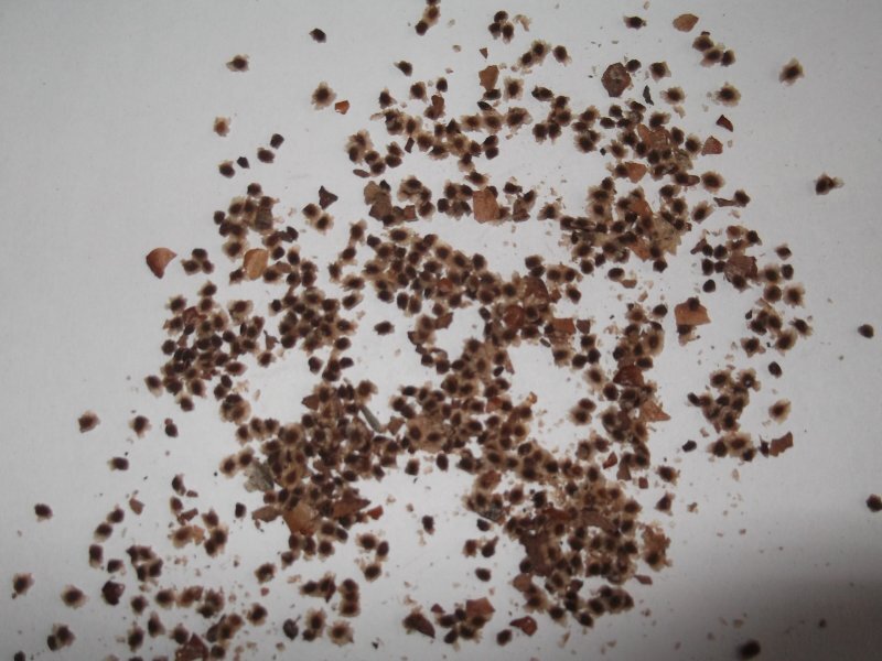 Bignonia grandiflora