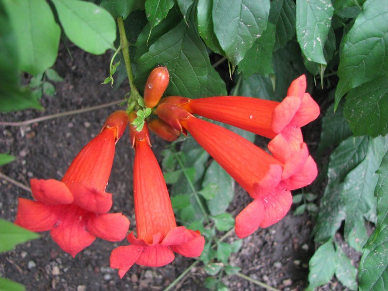 Campsis radicans