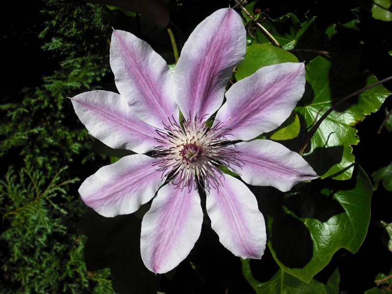 Clematis spp