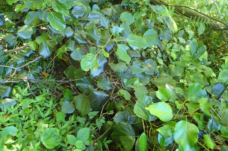 Hedera colchica