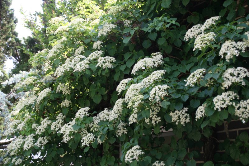Hydrangea petiolaris