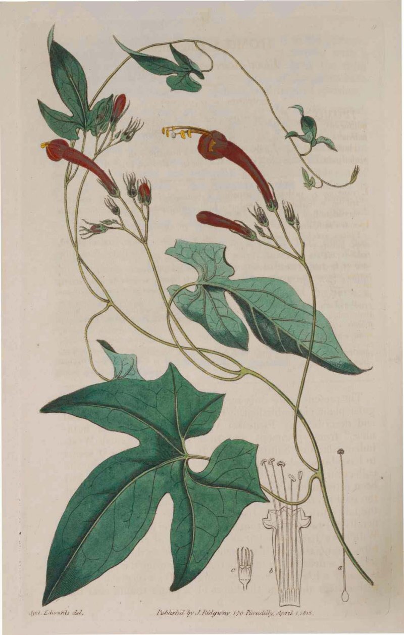 Ipomoea hederifolia