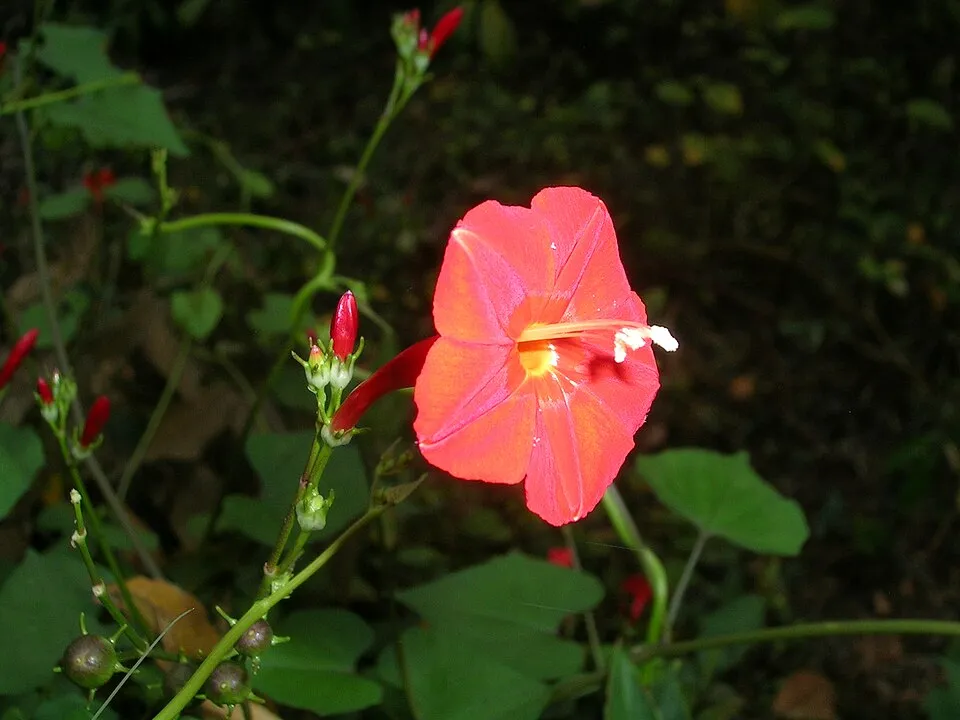 Ipomoea hederifolia