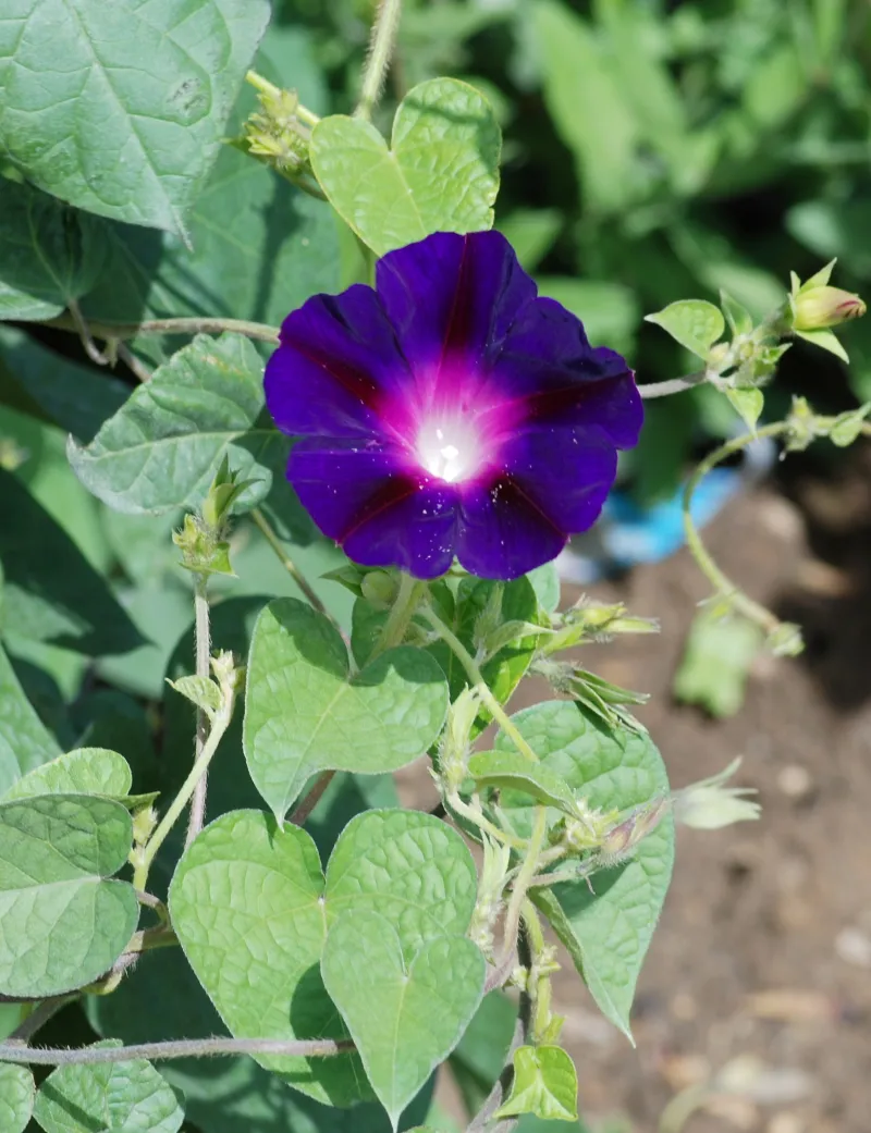 Ipomoea purpurea
