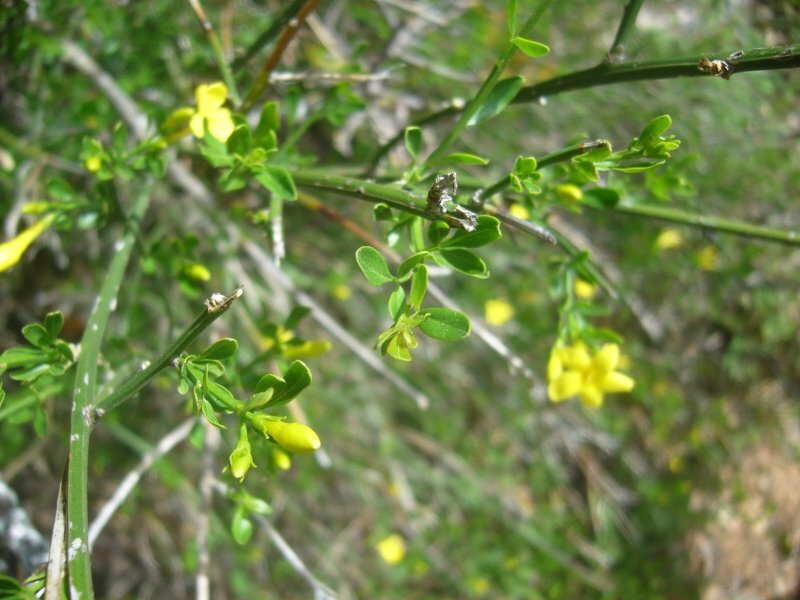 Jasminum fruticans